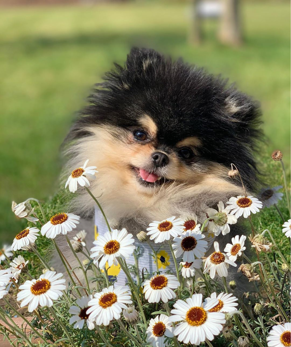 Pomeranian