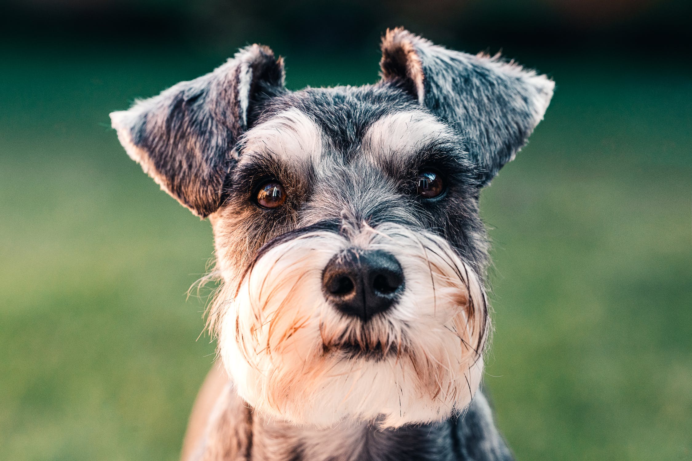 Schnauze