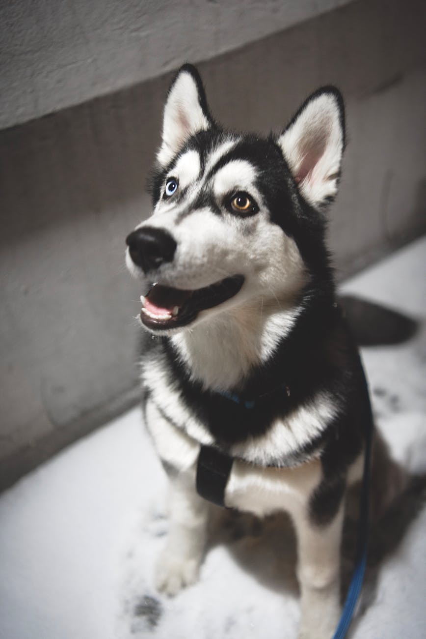 Husky
